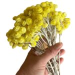 Preserved Sempervivum yellow - Image 4