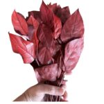 Preserved red Salal - Image 2