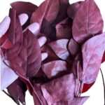 Preserved red Salal - Image 3