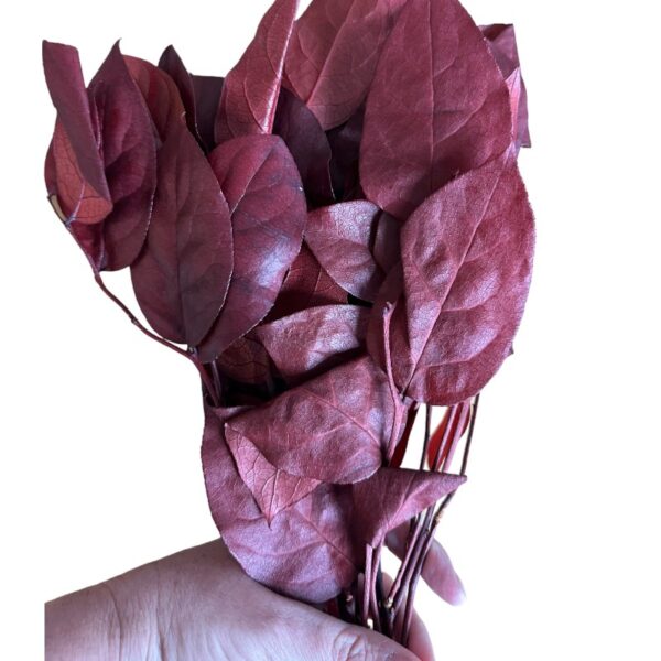 Preserved red Salal - Image 4