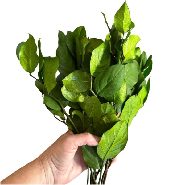Preserved green salal - Image 3