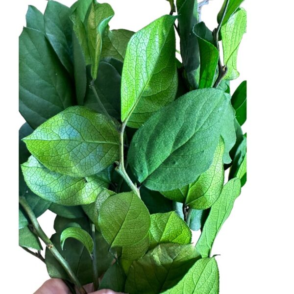 Preserved green salal - Image 4