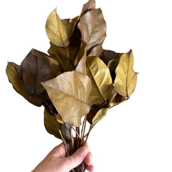 Preserved brown salal - Image 3