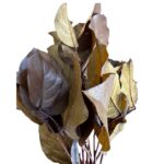 Preserved brown salal - Image 5