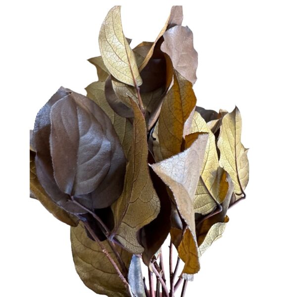 Preserved brown salal - Image 5