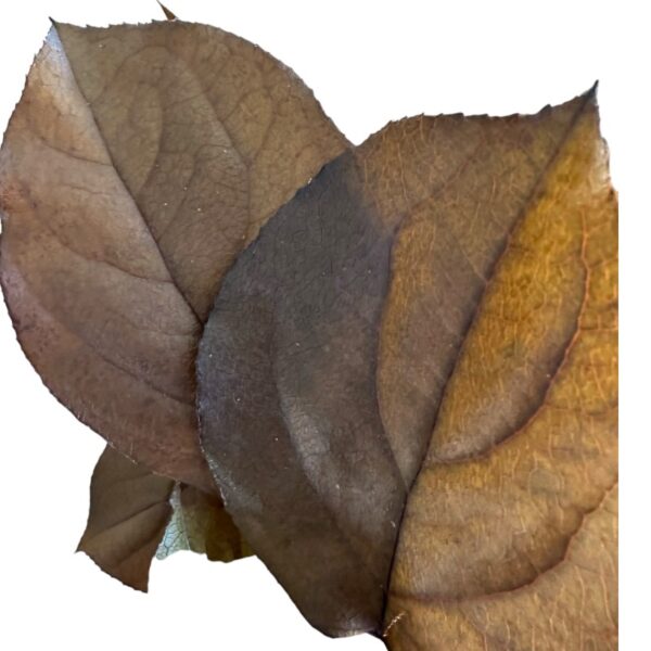 Preserved brown salal - Image 4