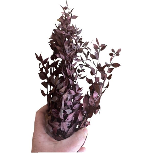 Dry ruscus wine color - Image 3