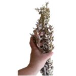 Dry ruscus misty red - Image 6
