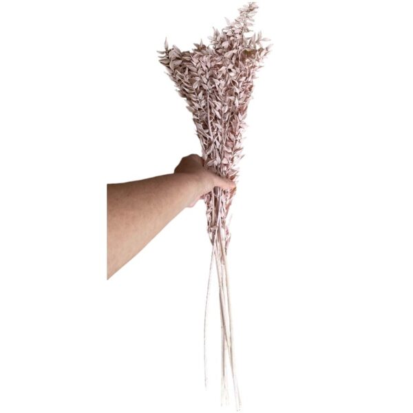 Dry pink ruscus - Image 3