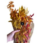 Preserved Ruscus yellow/orange - Image 4
