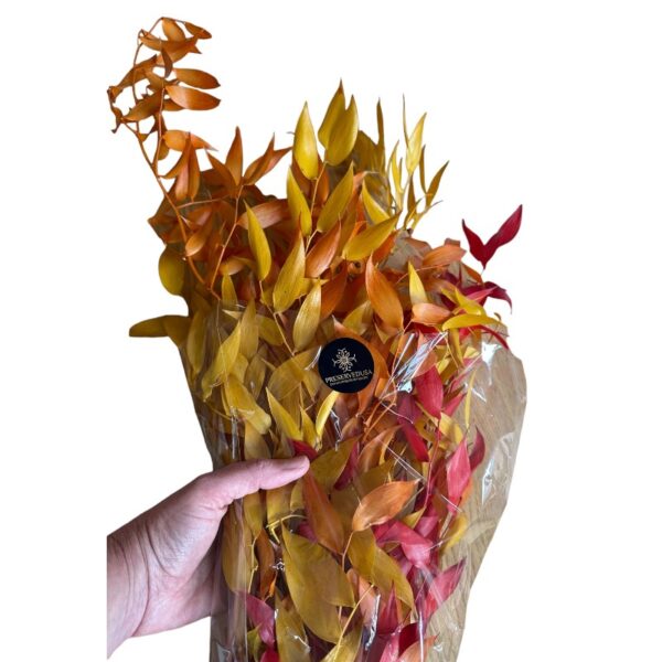 Preserved Ruscus yellow/orange - Image 4