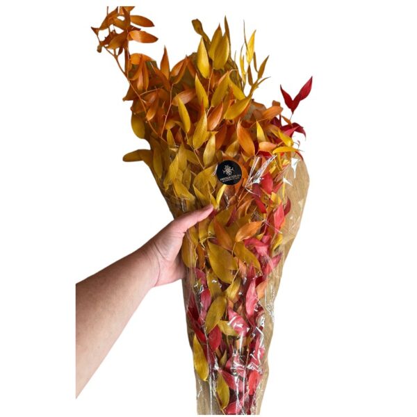 Preserved Ruscus yellow/orange - Image 3