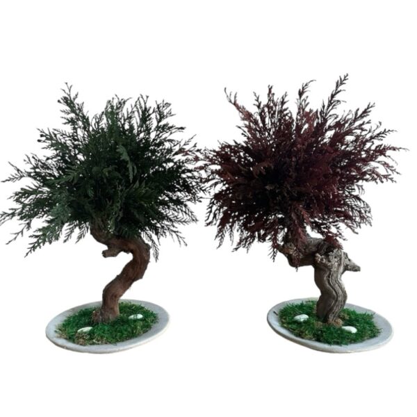 Preserved green Thuya bonsai - Image 2