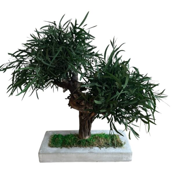 Preserved Nicholii Eucalyptus Bonsai