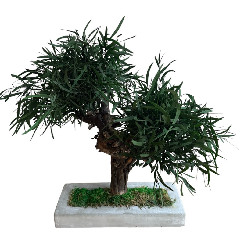 Preserved Nicholii Eucalyptus Bonsai