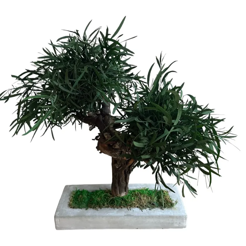 Preserved Nicholii Eucalyptus Bonsai