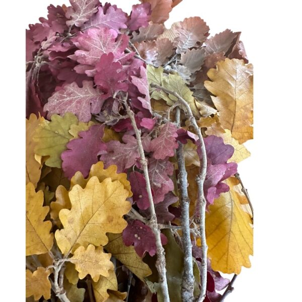 Preserved Quercus autumn - Image 4