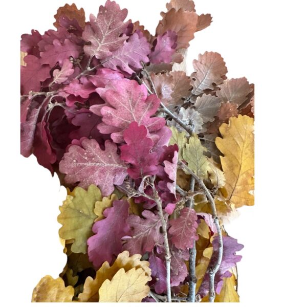 Preserved Quercus autumn - Image 5
