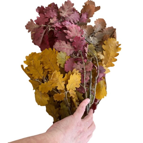 Preserved Quercus autumn - Image 6