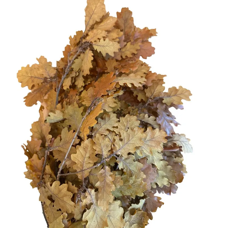 Preserved Quercus ochre
