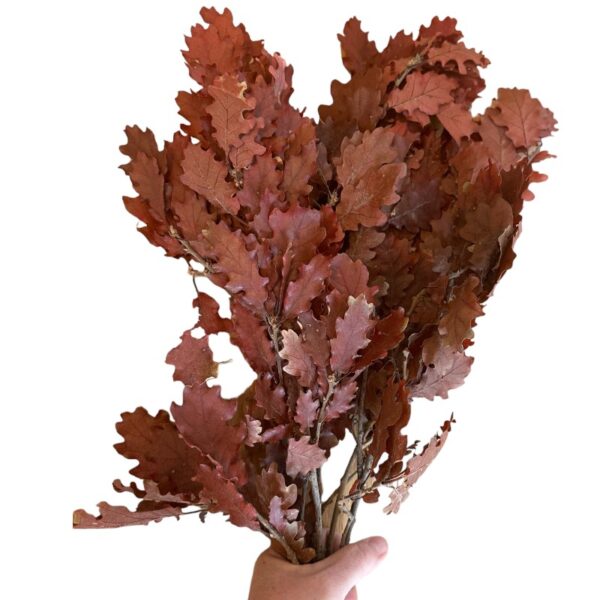 Preserved Quercus wine color - Image 3