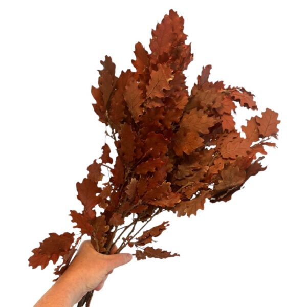 Preserved Quercus wine color - Image 4
