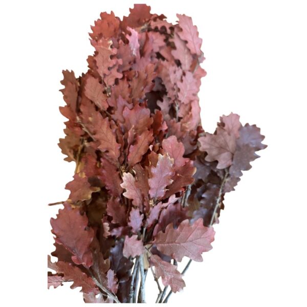 Preserved Quercus wine color - Image 5