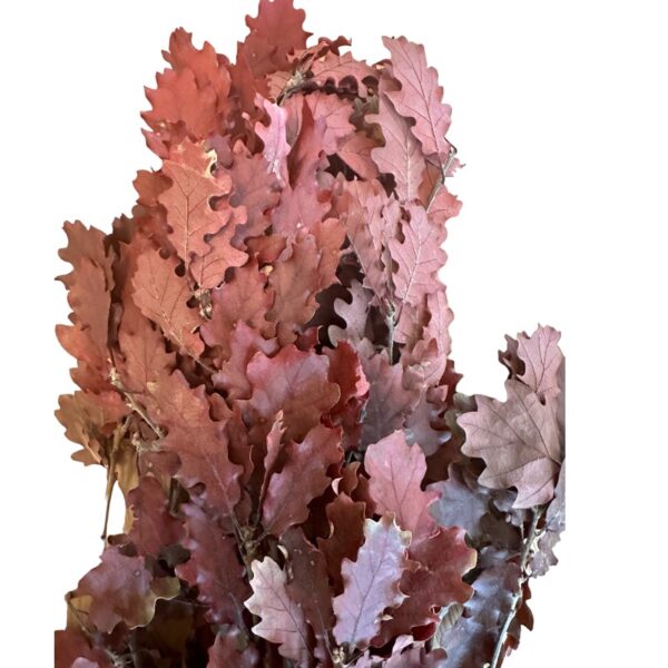 Preserved Quercus wine color - Image 6