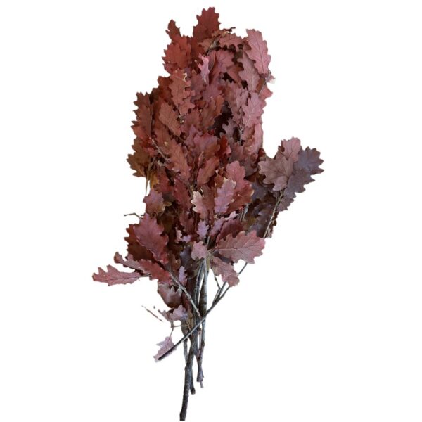 Preserved Quercus wine color - Image 7
