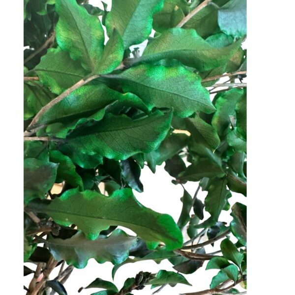 Preserved green Pittosporino - Image 3
