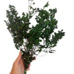Preserved green Pittosporino - Image 4