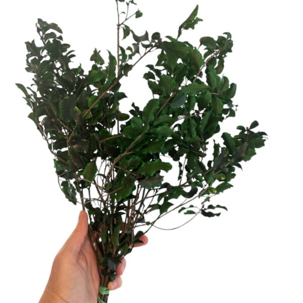 Preserved green Pittosporino - Image 4