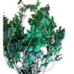 Preserved green Pittosporino - Image 5