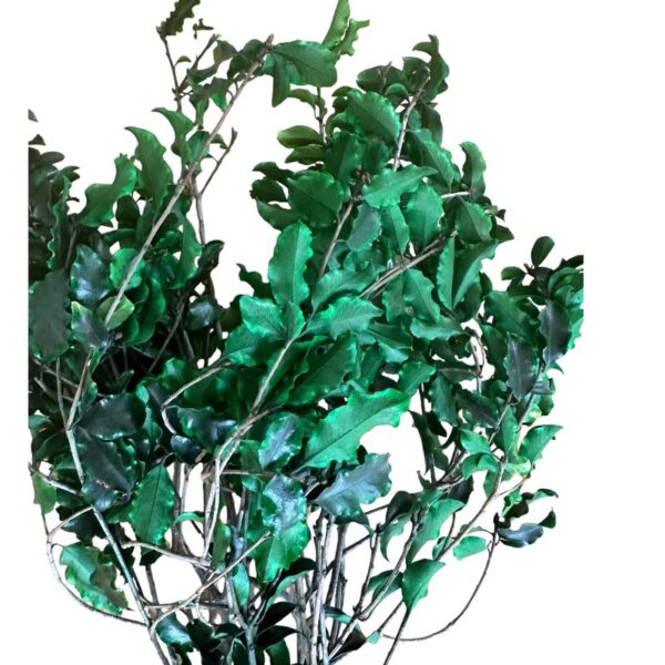 Preserved green Pittosporino - Image 5