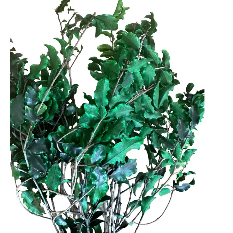 Preserved green Pittosporino - Image 5