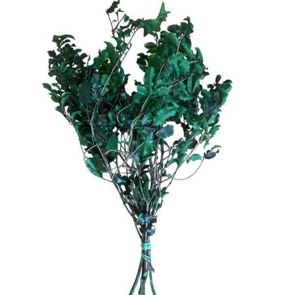 Preserved green Pittosporino - Image 6