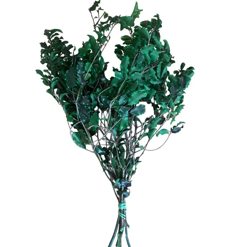Preserved green Pittosporino - Image 6
