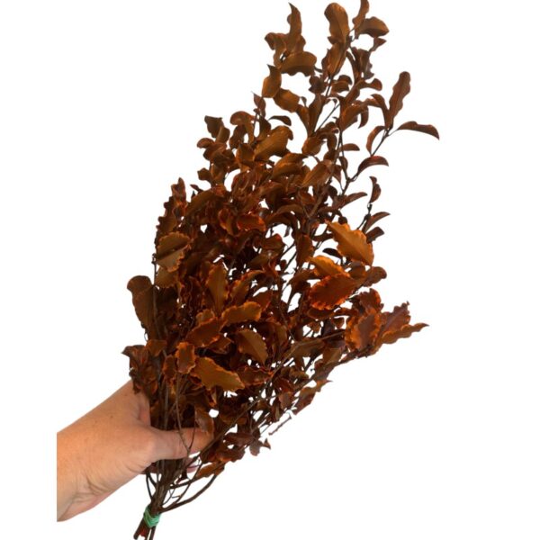 Preserved orange Pittosporino - Image 3