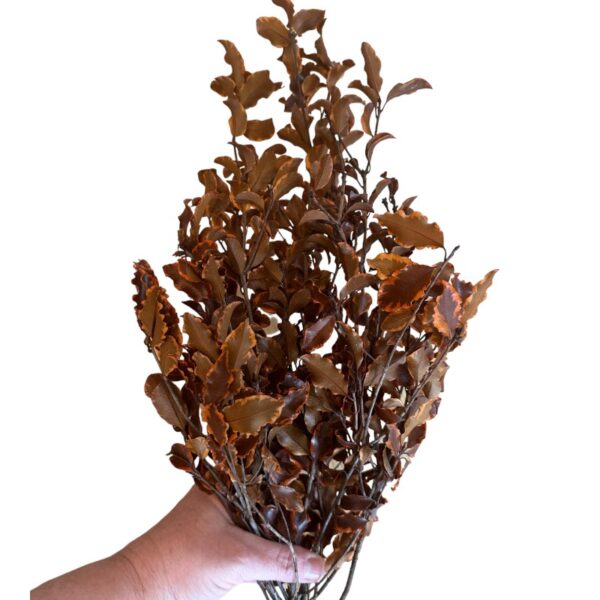 Preserved orange Pittosporino - Image 5
