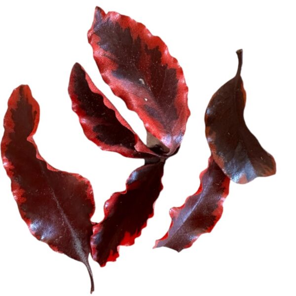 Preserved red Pittosporino - Image 8