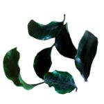 Preserved green Pittosporino - Image 7