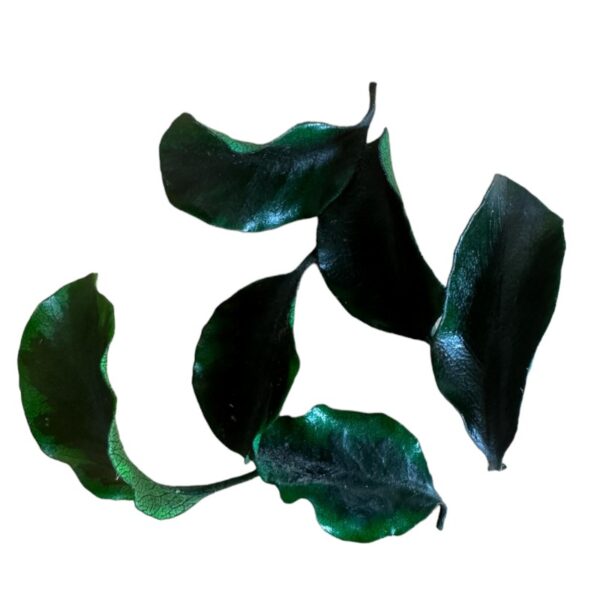 Preserved green Pittosporino - Image 7