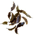 Preserved yellow Pittosporino - Image 3
