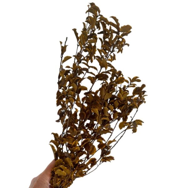 Preserved yellow Pittosporino - Image 5