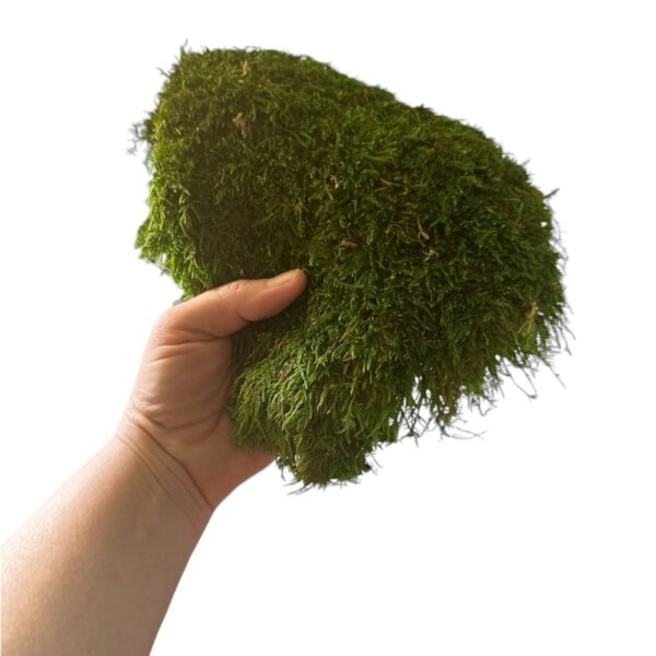 Preserved FLAT moss box