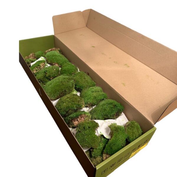 Ball moss big box - Image 3