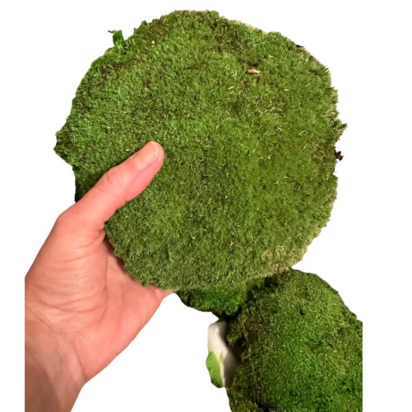 Ball moss big box - Image 2