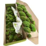 Ball moss big box