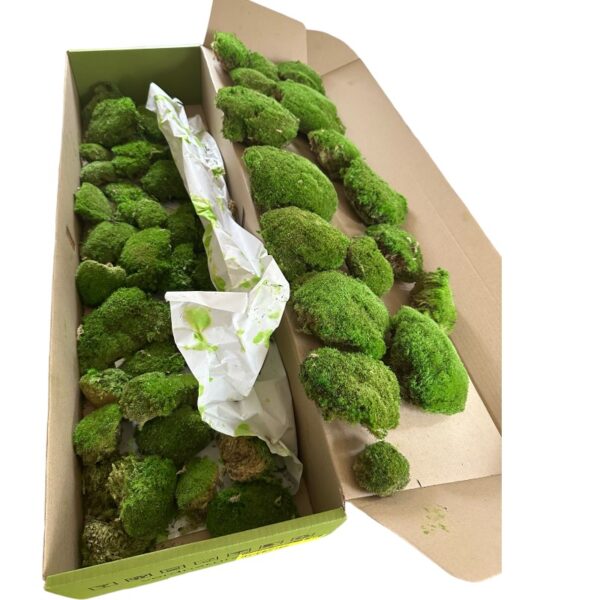 Ball moss big box