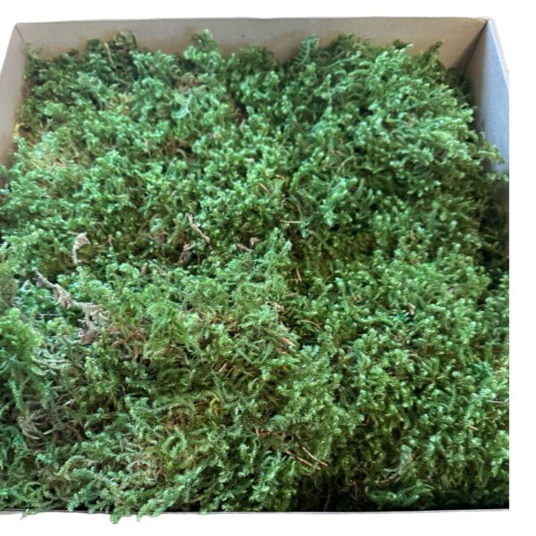 Preserved star moss CANOPY - Image 8